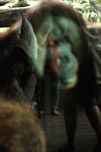 S Borneo orangutan in Singapore zoo