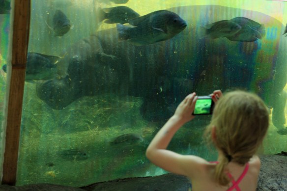 S pygmy hippo on Singapore zoo