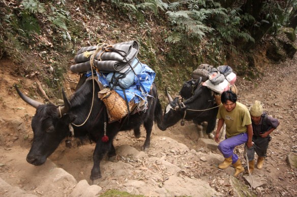 Dzos carrying luggage