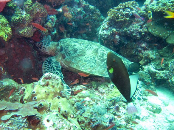 Turtle at Sipadan